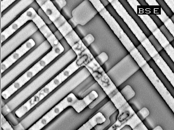 Backscattered electron image (35 kV) of metal voiding in a power bus caused by electromigration.